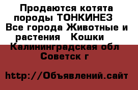 Продаются котята породы ТОНКИНЕЗ - Все города Животные и растения » Кошки   . Калининградская обл.,Советск г.